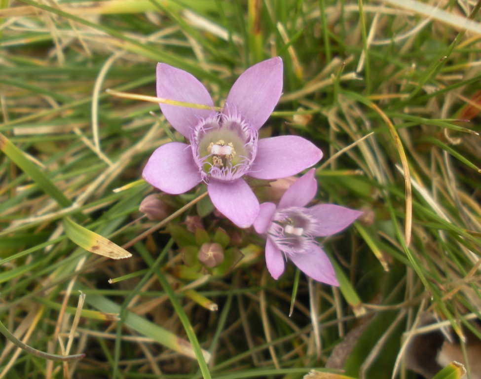 Gentianella nana - Gentianella germanica